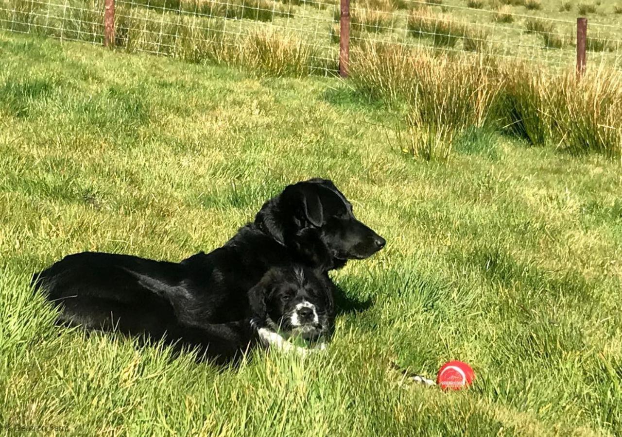 Dog Friendly Cottage, Geufron Farm Near Tywyn Bryn-crug Dış mekan fotoğraf